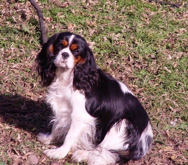 Tucker's Mom, Rivermead Roxy Music.