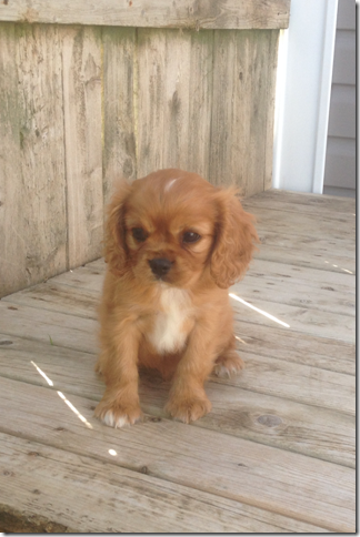 Rose at 8 weeks old.