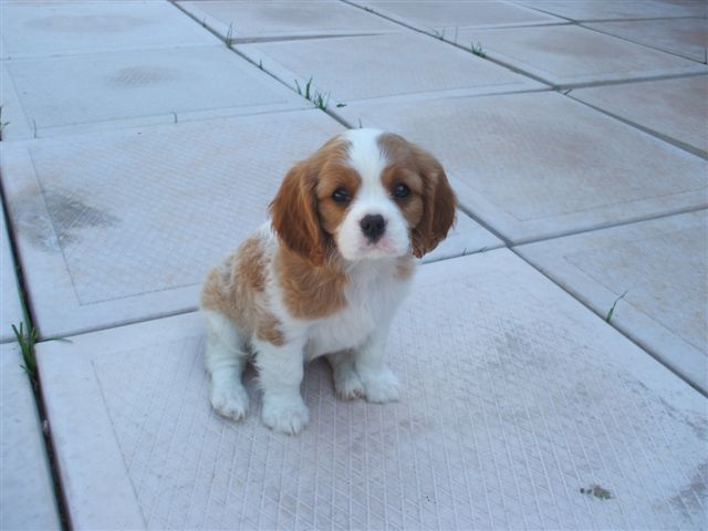 Tazz at 8 weeks old.