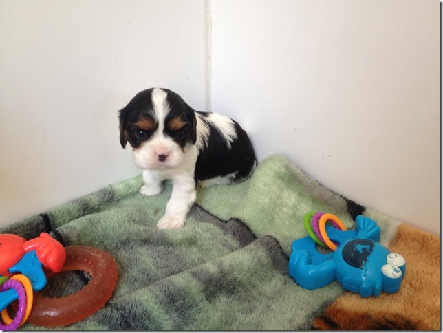 Tri-color boy at 3 1/2 weeks old?