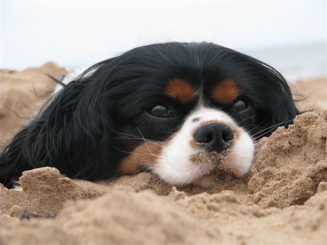 Tucker's head shot at beach.