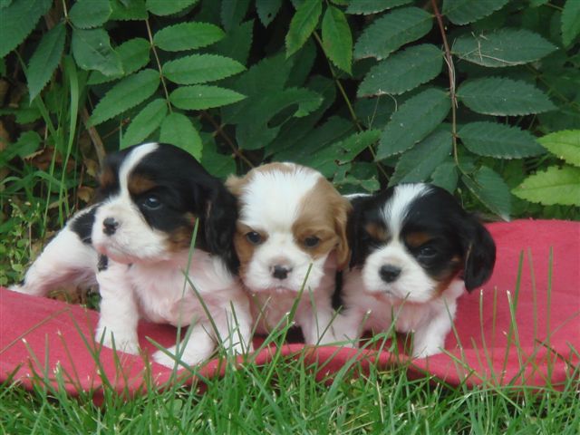 Tucker and his brothers.