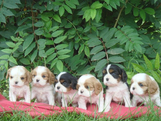 Tucker and his litter mates.