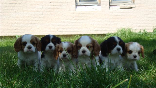 Tucker and his litter mates.